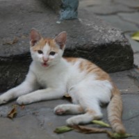 Vietnamese talking cat